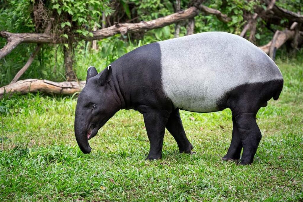 18 Ekor Tapir Malaya Berjaya Dilahirkan Dalam Kurungan Edisi 9