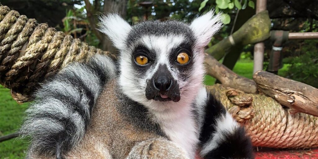 Lemur ghaib dari zoo, penyamun bantu jumpa semula | Edisi 9